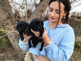 Siyah inci  labrador yavrularımız