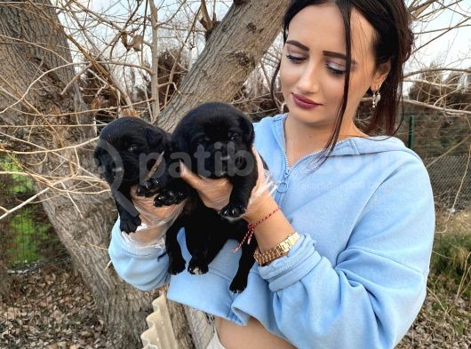 Siyah Inci  Labrador Yavrularımız