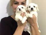 Pamuk Şeker Maltese Terrier Yavrularımız