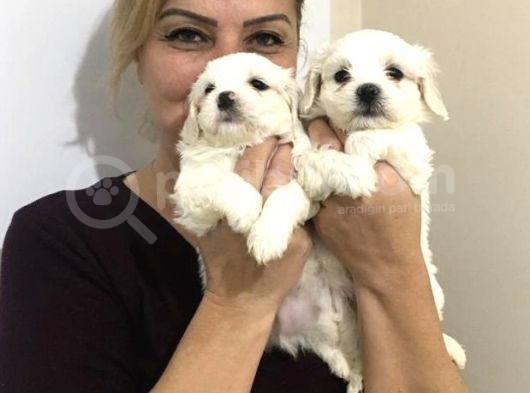 Pamuk Şeker Maltese Terrier Yavrularımız
