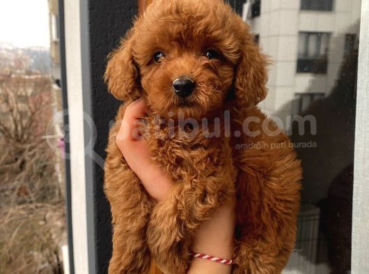 Aşılı Pasaportlu Toypoodle Bebekler görsel