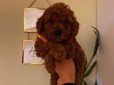 RED BROWN TOY POODLE YAVRULAR