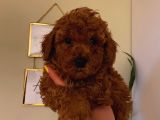 Red Brown Toy Poodle Yavrular