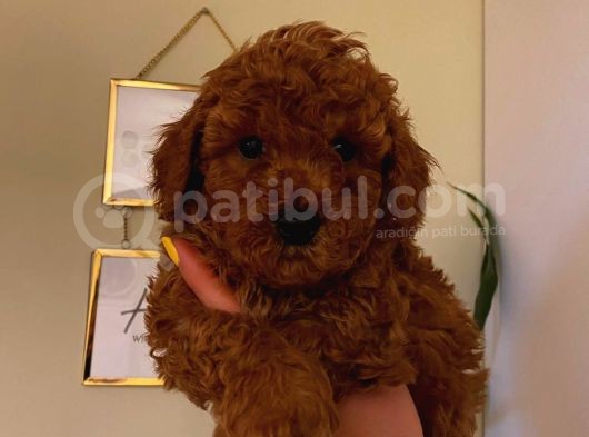 Red Brown Toy Poodle Yavrular görsel