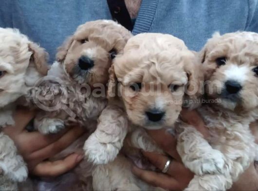 %100 Irk Garanti̇li̇ Malti̇poo Yavrularimiz görsel