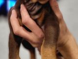 %100 Irk Garanti̇li̇ Gerçek Doberman Yavrularimiz