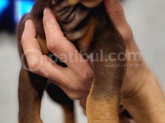 %100 Irk Garanti̇li̇ Gerçek Doberman Yavrularimiz görsel