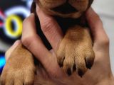 %100 IRK GARANTİLİ gerçek DOBERMAN YAVRULARIMIZ