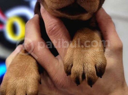 %100 Irk Garanti̇li̇ Gerçek Doberman Yavrularimiz