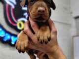 %100 Irk Garanti̇li̇ Gerçek Doberman Yavrularimiz
