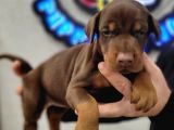 %100 Irk Garanti̇li̇ Gerçek Doberman Yavrularimiz