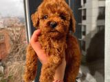 Sağlık Ve Irk Garantili Toy Poodle Yavrularımız