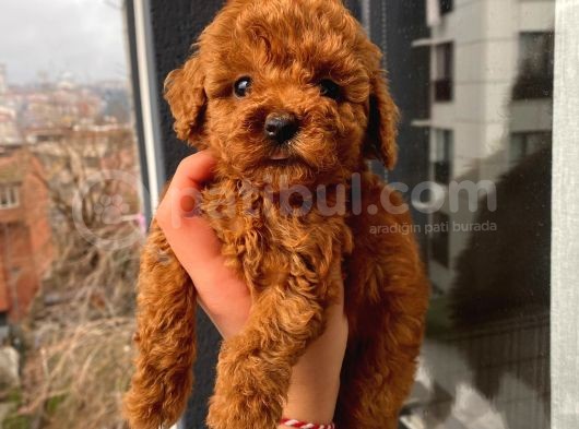 Sağlık Ve Irk Garantili Toy Poodle Yavrularımız görsel
