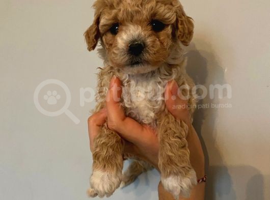 Sağlık Ve Irk Garantili Toy Poodle Yavrularımız görsel