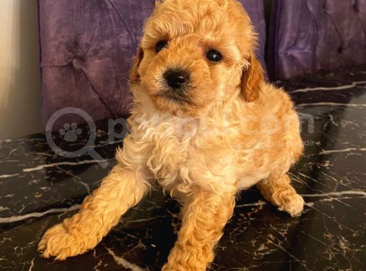 Sağlık Ve Irk Garantili Toy Poodle Yavrularımız görsel
