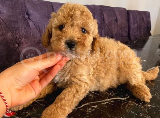 Sağlık Ve Irk Garantili Toy Poodle Yavrularımız görsel
