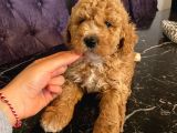 Sağlık Ve Irk Garantili Toy Poodle Yavrularımız