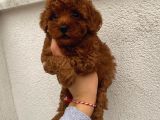 Sağlık ve ırk garantili toy poodle yavrularımız