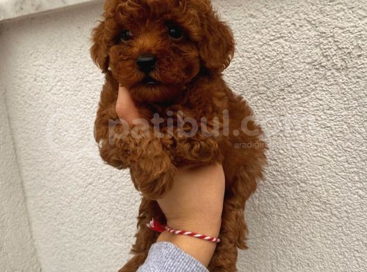 Sağlık Ve Irk Garantili Toy Poodle Yavrularımız