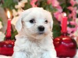 MALTESE TERİER YAVRULARI