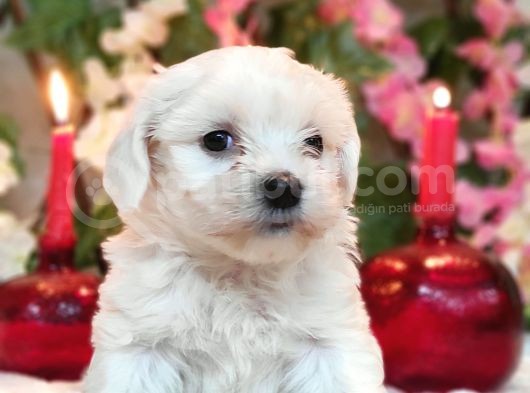 Maltese Teri̇er Yavrulari