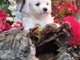Maltese Teri̇er Yavrulari