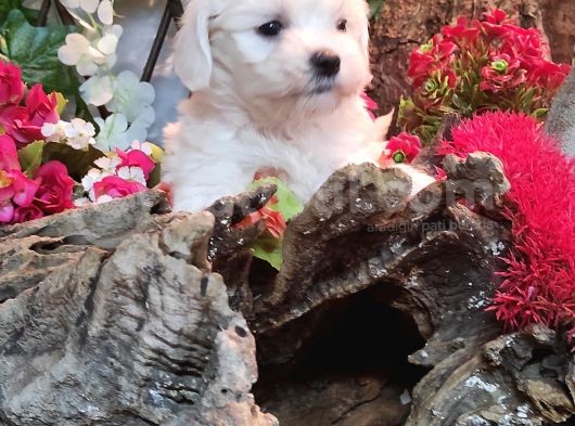 Maltese Teri̇er Yavrulari görsel