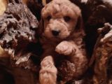 Kahve Rengi Kıvırcık Tüylü Toy Poodle Yavrular