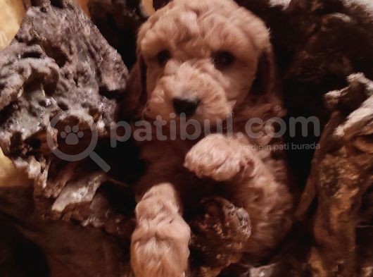 Kahve Rengi Kıvırcık Tüylü Toy Poodle Yavrular görsel