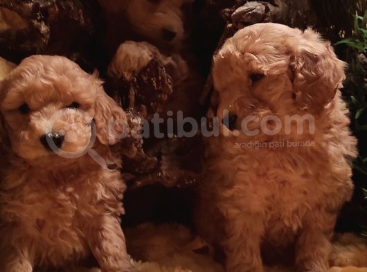 Kahve Rengi Kıvırcık Tüylü Toy Poodle Yavrular görsel