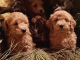 kahve rengi kıvırcık tüylü toy poodle yavrular