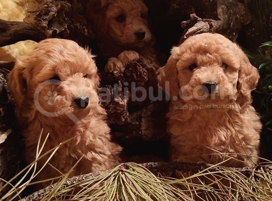 Kahve Rengi Kıvırcık Tüylü Toy Poodle Yavrular