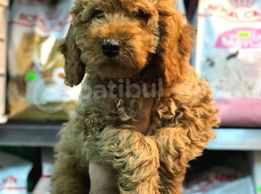 Muhteşem Toy Podel Bebekleri̇mi̇z görsel