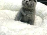 Mükemmel Scottish Fold Kırık Kulak Kedi  Yavrularımız