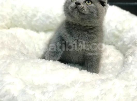 Mükemmel Scottish Fold Kırık Kulak Kedi  Yavrularımız görsel