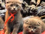 MÜKEMMEL SCOttish fold kırık kulak kedi  yavrularımız