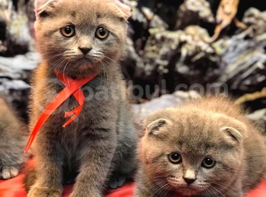Mükemmel Scottish Fold Kırık Kulak Kedi  Yavrularımız