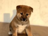 Turkiyede Tek Shiba Inu Bebekler