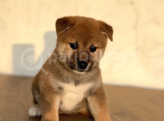 Turkiyede Tek Shiba Inu Bebekler
