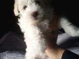Maltes Terrier Yavrulari Orjinal