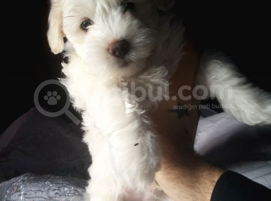 Maltes Terrier Yavrulari Orjinal görsel