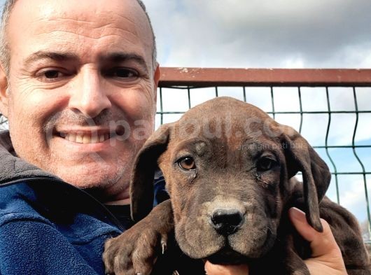 Muhteşem Cane Corsa  Yavrularımız Çiftliğimizden görsel