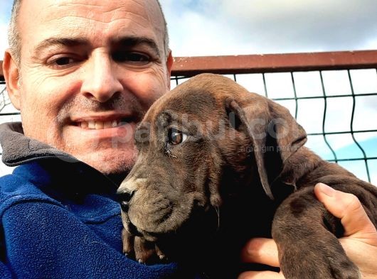 Muhteşem Cane Corsa  Yavrularımız Çiftliğimizden görsel
