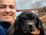 Muhteşem cane corsa  yavrularımız Çiftliğimizden