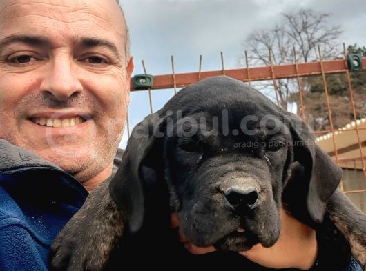 Muhteşem Cane Corsa  Yavrularımız Çiftliğimizden