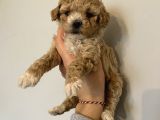 Poodle Bebeklerimiz
