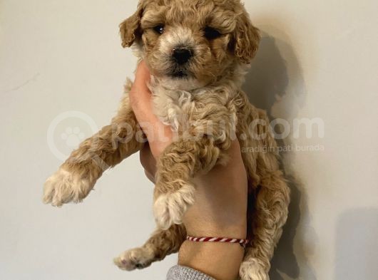 Poodle Bebeklerimiz görsel