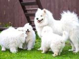 Kar Beyaz Samoyed Bebekler