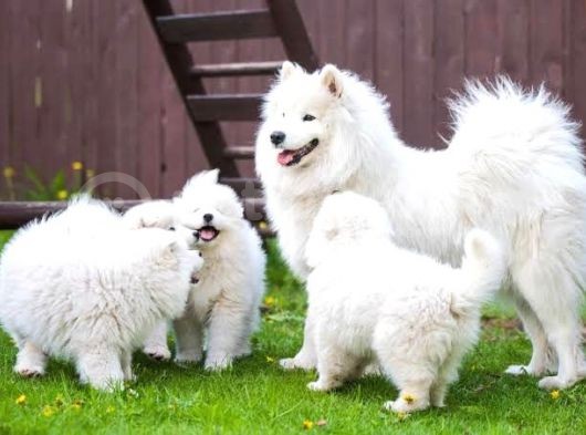 Kar Beyaz Samoyed Bebekler görsel