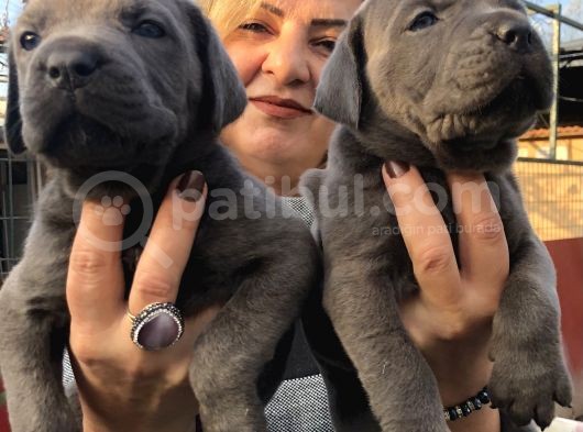 Dev gibi efsane cane corso yavrularımız